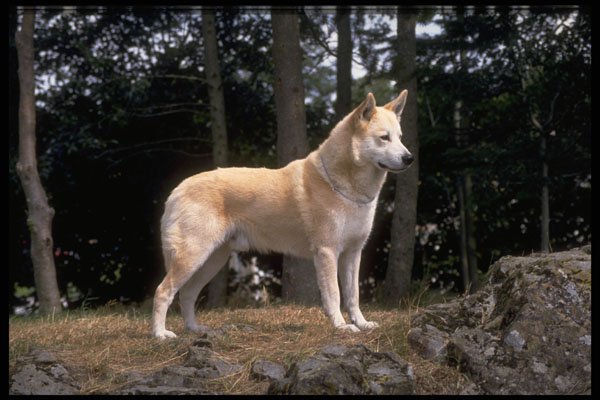 415012 Canaan Dog A4 Photo Print