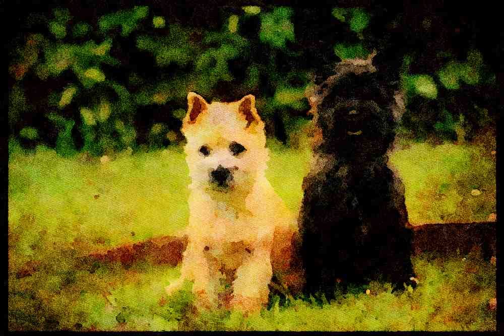 415013 Cairn Terrier Puppies A4 Limited Edition Watercolour Print