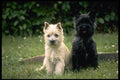 415013 Cairn Terrier Puppies A4 Photo Print