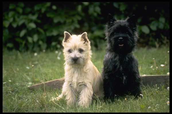415013 Cairn Terrier Puppies A4 Photo Print