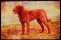415014 Chesapeake Bay Retriever A4 Limited Edition Watercolour Print