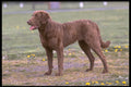 415014 Chesapeake Bay Retriever A4 Photo Print