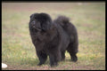415016 Chow, Black A4 Photo Print