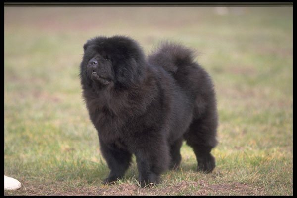 415016 Chow, Black A4 Photo Print