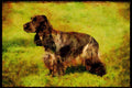 415017 Cocker Spaniel A4 Limited Edition Watercolour Print