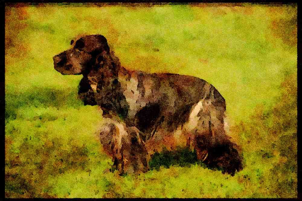 415017 Cocker Spaniel A4 Limited Edition Watercolour Print