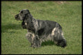 415017 Cocker Spaniel A4 Photo Print