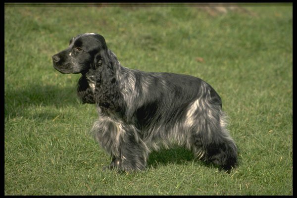 415017 Cocker Spaniel A4 Photo Print
