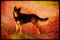 415018 Cross breed A4 Limited Edition Watercolour Print