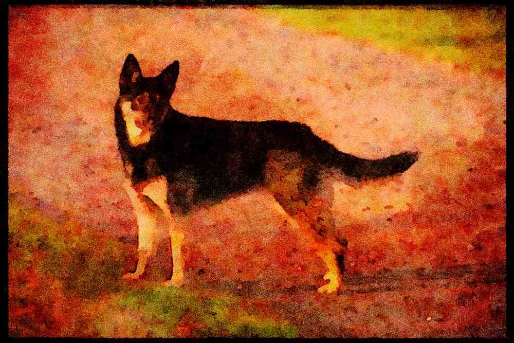 415018 Cross breed A4 Limited Edition Watercolour Print