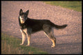 415018 Cross breed A4 Photo Print