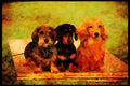 415019 Three Varieties Of Dachshund A4 Limited Edition Watercolour Print