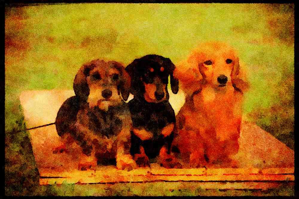 415019 Three Varieties Of Dachshund A4 Limited Edition Watercolour Print