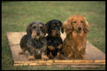 415019 Three Varieties Of Dachshund A4 Photo Print