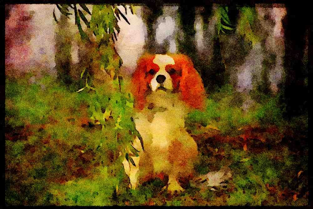 415020 Spaniel A4 Limited Edition Watercolour Print