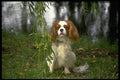 415020 Spaniel A4 Photo Print