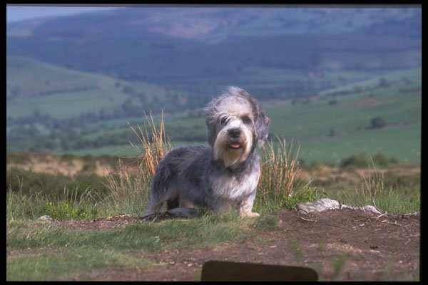 415022 Dandie Dinmont A4 Photo Print