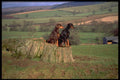 415023 Dobermann A4 Photo Print
