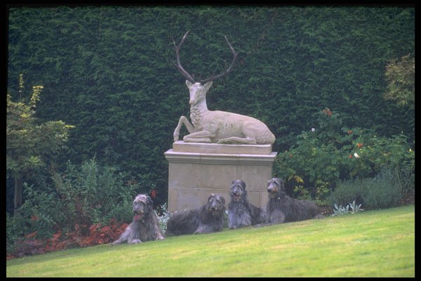 415024 Deerhound A4 Photo Print