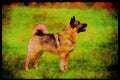 415025 Elkhound A4 Limited Edition Watercolour Print