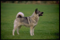 415025 Elkhound A4 Photo Print