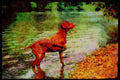 415026 German Short haired Pointer A4 Limited Edition Watercolour Print