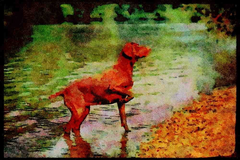 415026 German Short haired Pointer A4 Limited Edition Watercolour Print