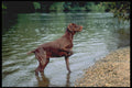 415026 German Short haired Pointer A4 Photo Print