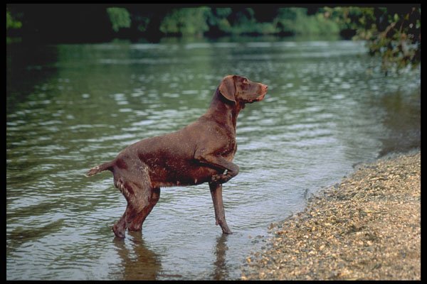 415026 German Short haired Pointer A4 Photo Print