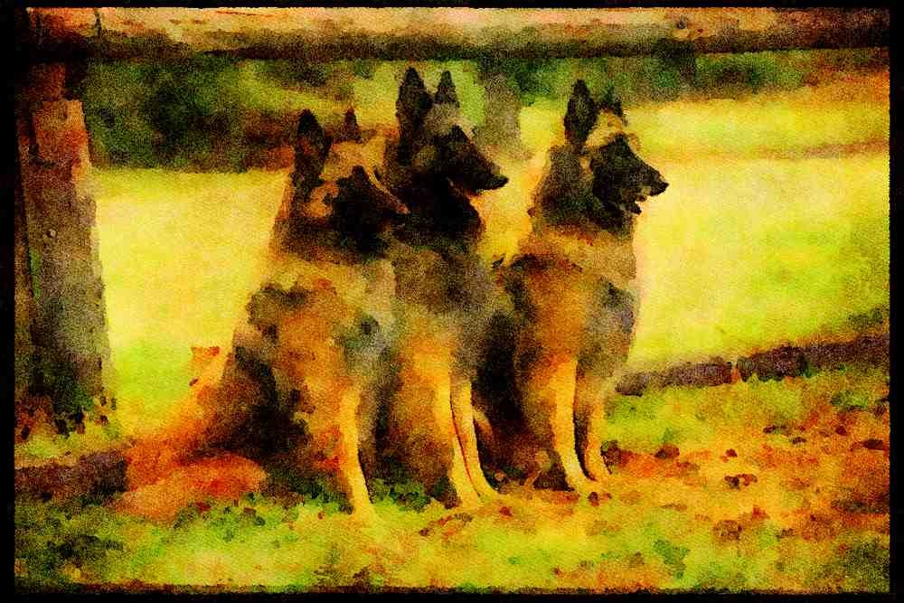 415027 Belgian Sheepdog A4 Limited Edition Watercolour Print