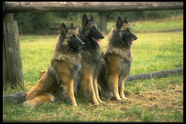 415027 Belgian Sheepdog A4 Photo Print