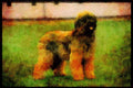 415028 Briard A4 Limited Edition Watercolour Print