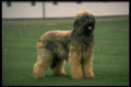 415028 Briard A4 Photo Print