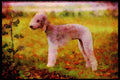 415029 Bedlington Terrier A4 Limited Edition Watercolour Print