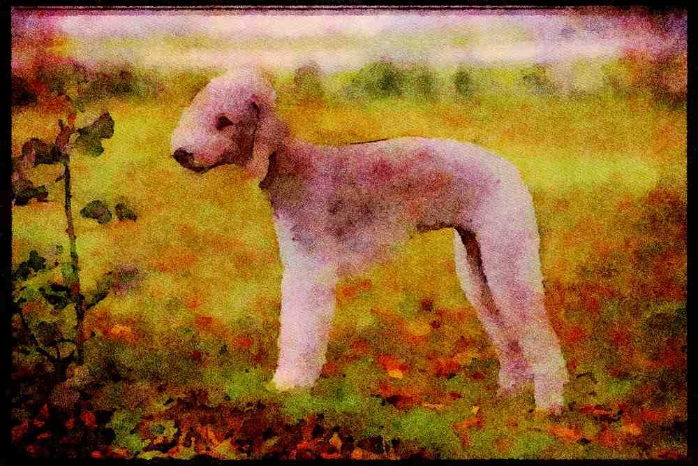 415029 Bedlington Terrier A4 Limited Edition Watercolour Print