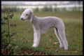 415029 Bedlington Terrier A4 Photo Print