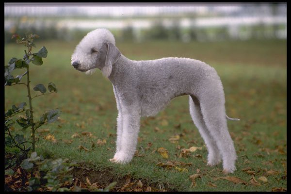 415029 Bedlington Terrier A4 Photo Print