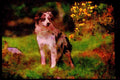 415030 Border Collie A4 Limited Edition Watercolour Print