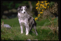 415030 Border Collie A4 Photo Print
