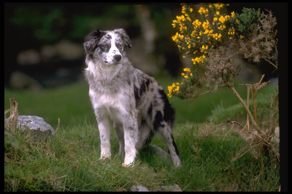 415030 Border Collie A4 Photo Print