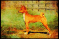 415031 Basenji A4 Limited Edition Watercolour Print