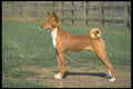 415031 Basenji A4 Photo Print