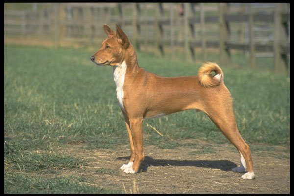 415031 Basenji A4 Photo Print