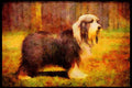 415032 Bearded Collie A4 Limited Edition Watercolour Print