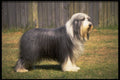 415032 Bearded Collie A4 Photo Print