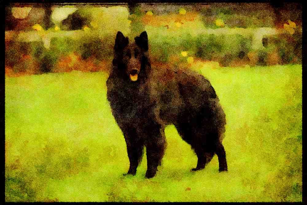 415033 Groenendael A4 Limited Edition Watercolour Print