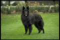415033 Groenendael A4 Photo Print