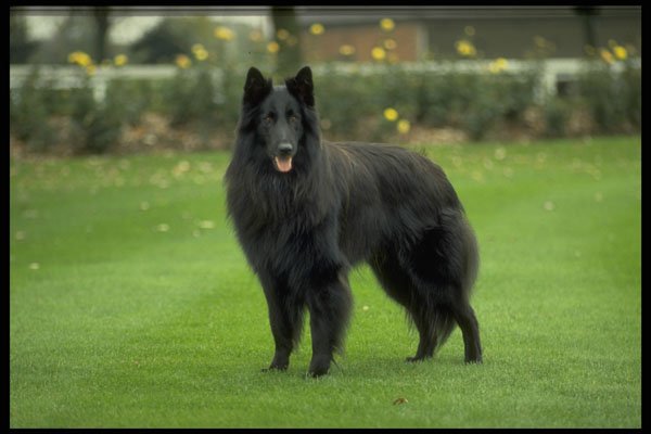 415033 Groenendael A4 Photo Print