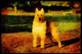 415034 Belgian Sheepdog A4 Limited Edition Watercolour Print