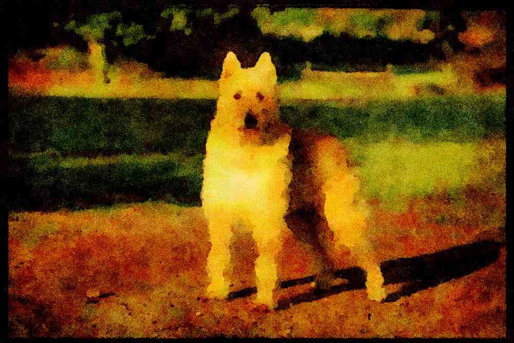 415034 Belgian Sheepdog A4 Limited Edition Watercolour Print